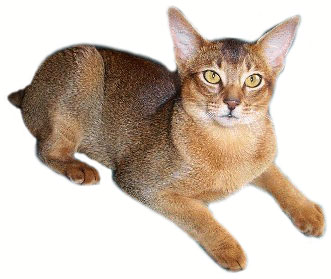 beautiful abyssinian cat in gold
