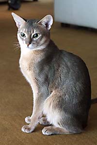 Beautiful Abyssinian cat in gray, beige and white
