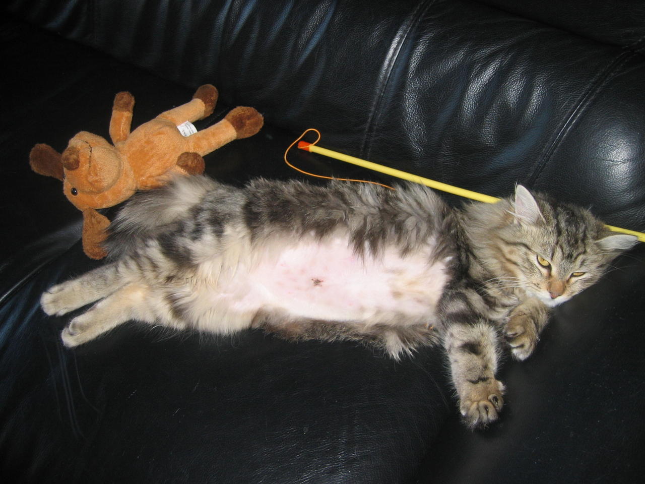 cute cat sleeping next to toys
