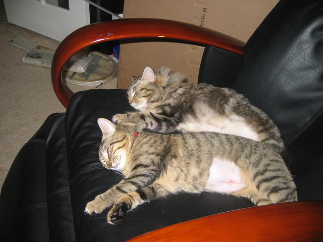 two cats sleeping on the massage chair
