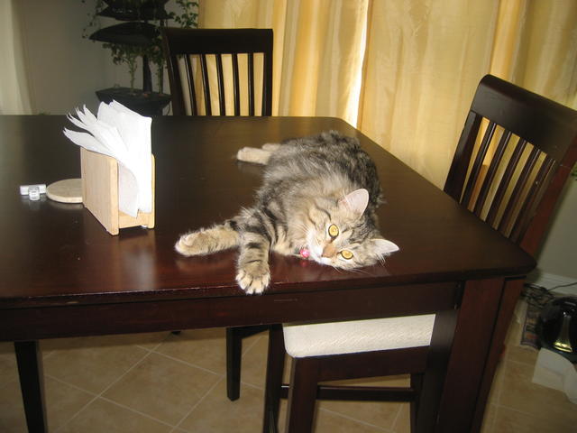 Pubby cat sleeping on our dinning table
