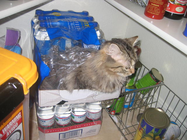 Puppy cat in my pantry

