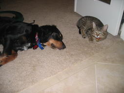 Penny dog and cat picture
