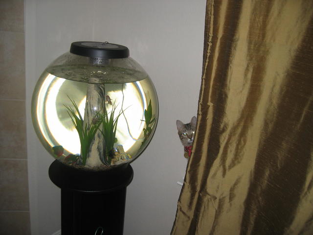 cat looks at the aquarium
