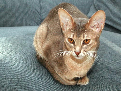 big ear Abyssinian cat
