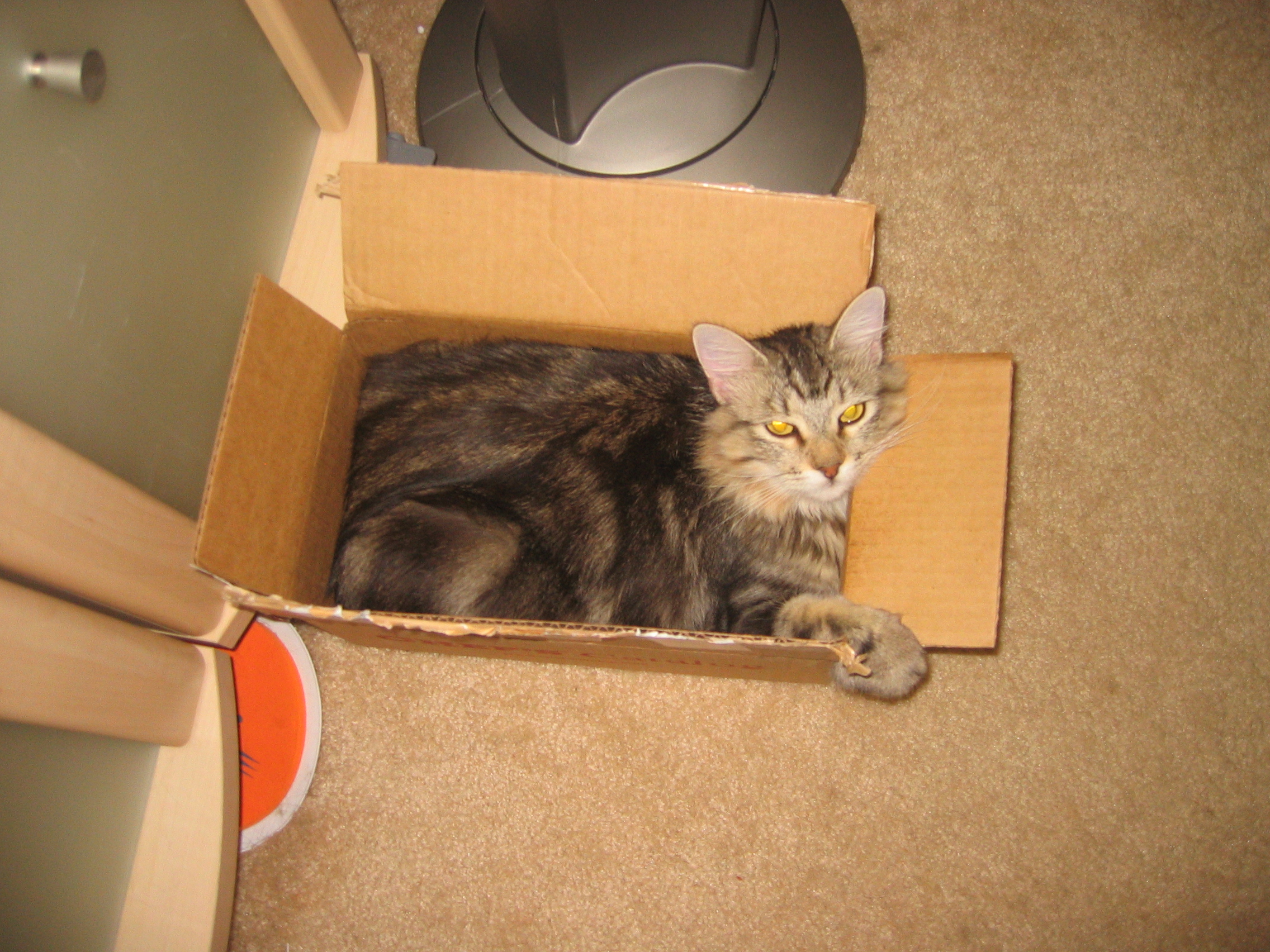 Pubby the cat sleeping on a box
