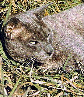 black blue Abyssinian cat
