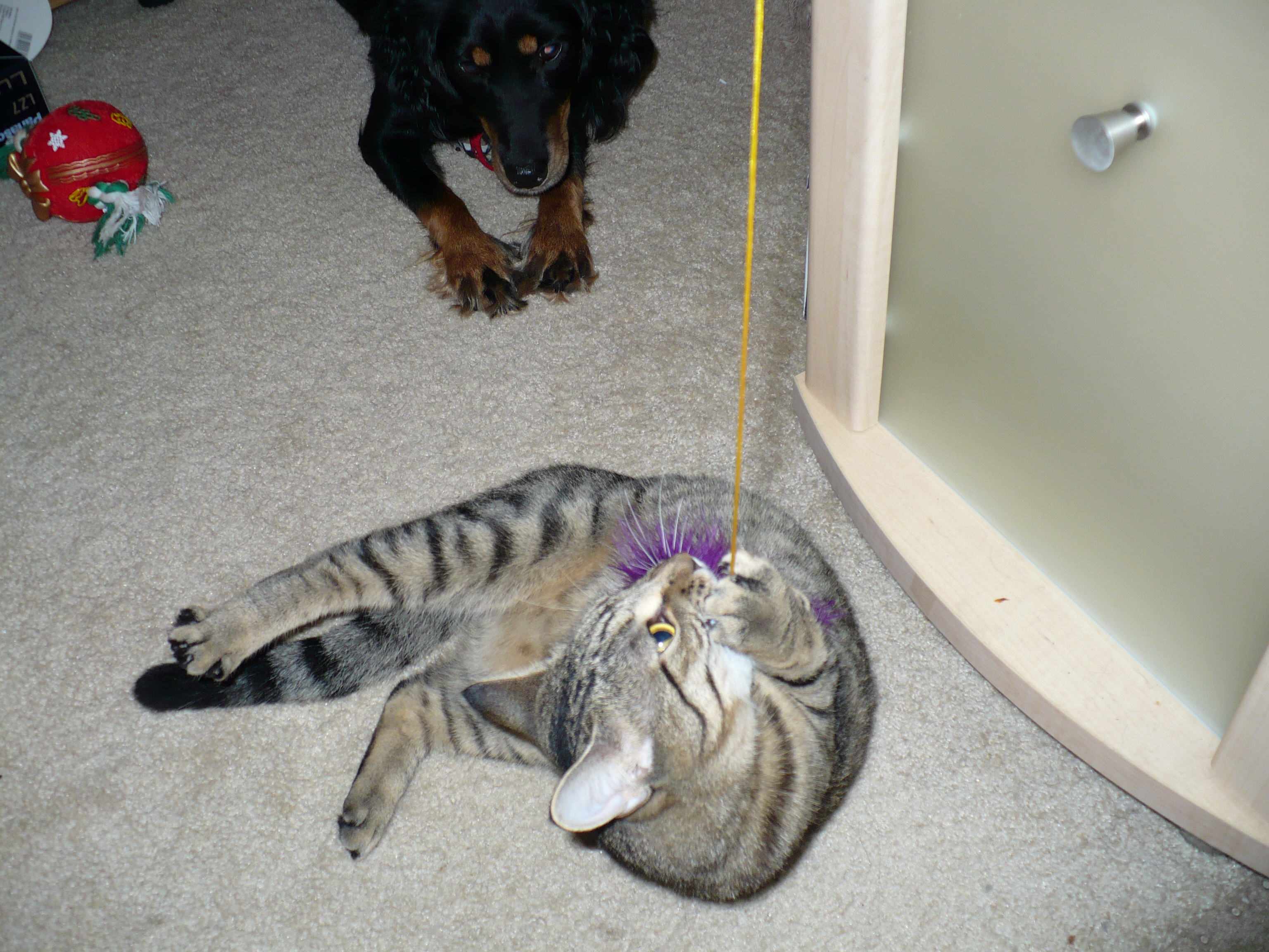 cat playing with her string
