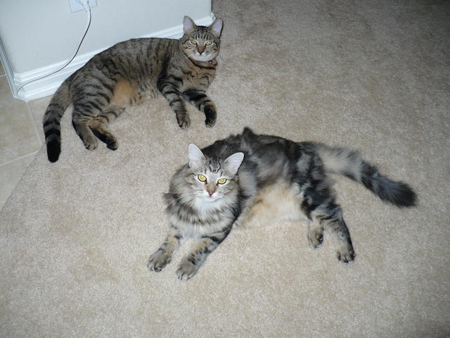 picture of our cats
