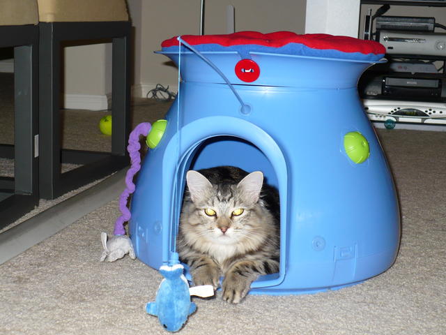 Pubby cat setting in cat toy house
