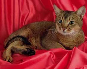 Abyssinian cat with black tail
