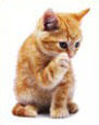 American Bobtail Cats Gallery