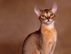 cute Abyssinian cat in tan
