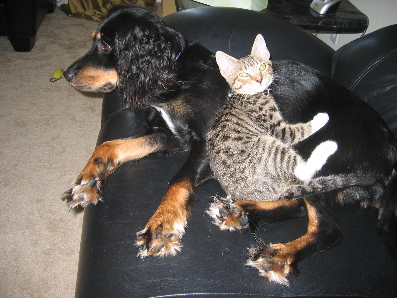 cute kitten and dog photo
