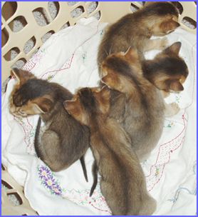 five cute Abyssinian kittens
