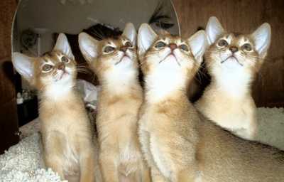 four Abyssinian kittens
