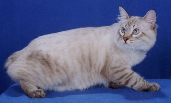 American Bobtail cat in beige with brown stripes

