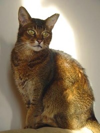 Fury Abyssinian cat
