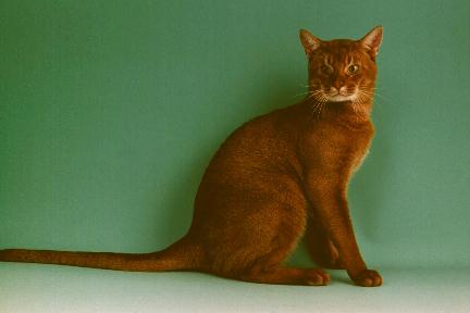 Gold Sorrel Abyssinian cat
