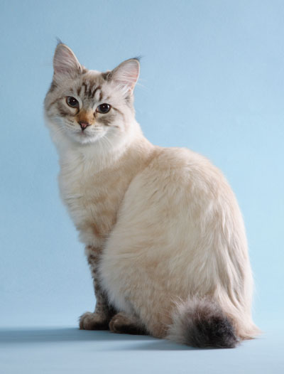 American Bobtail cat in beige with spots of black
