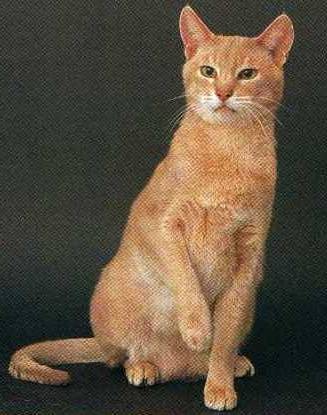 Golden Abyssinian cat with white on face
