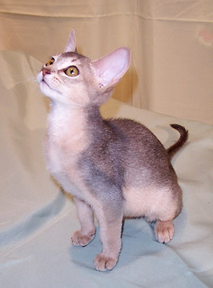 Gray and white Abyssinian kitten with big ears
