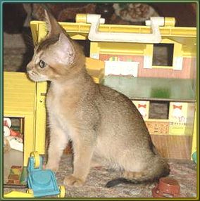 Gray and white Abyssinian kitten
