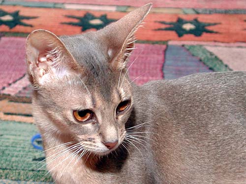 grayish Abyssinian cat face

