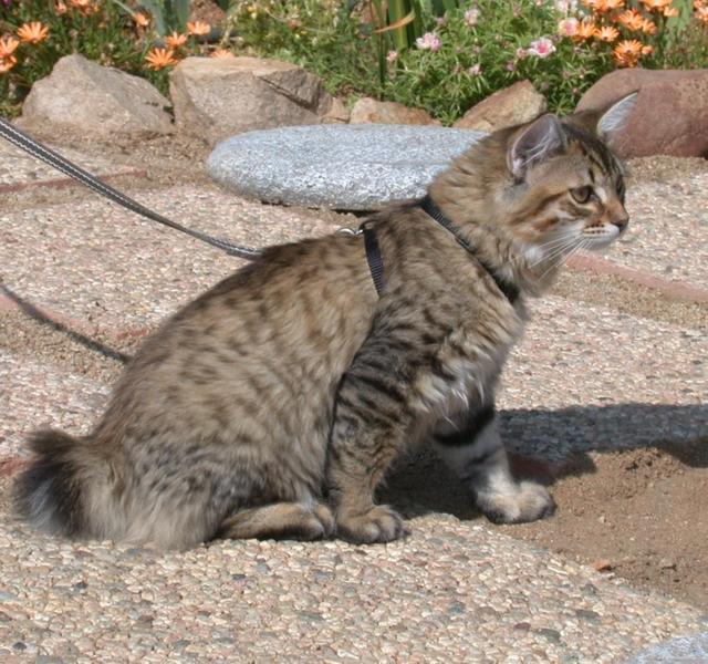 American Bobtail cat in garden
