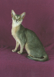 Grayish Abyssinian cat
