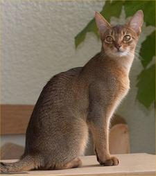 pretty Abyssinian cat
