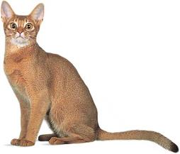 Serious looking Abyssinian
