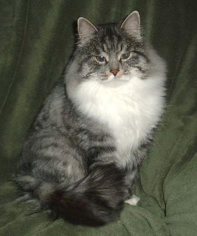 American Bobtail cat with thick coat
