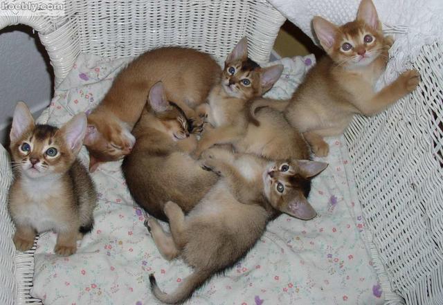 Six young Abyssinian kittens
