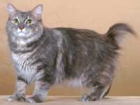 american bobtail in gray and white
