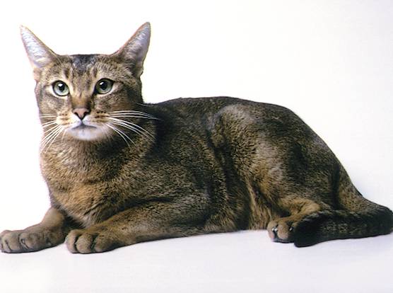 Abyssinian cat black, white and dashes of beige
