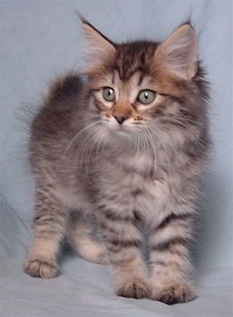American Bobtail kitten in gray with black stripes with dash of tan
