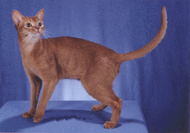 Skinny Abyssinian cat in tan with dash of white
