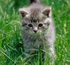 American Bobtail kitten on grass
