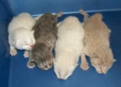 baby young American Bobtail kittens
