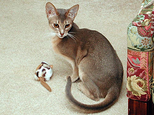 skinny Abyssinian cat with a toy
