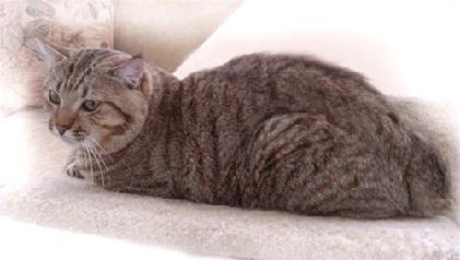 big American Bobtail cat in gray with black stripes
