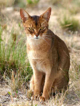 Abyssinian cat dry grass
