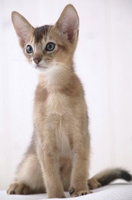 Skinny Abyssinian kitten
