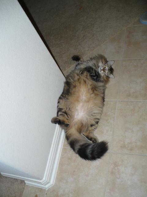 funny cat picture_Puppy laying on her back, showing her big fury stomach
