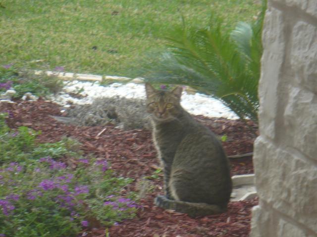 cat on our front yard
