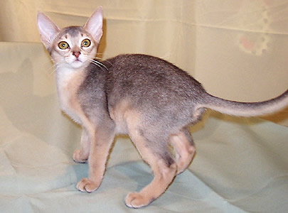skinny gray beige Abyssinian kitten
