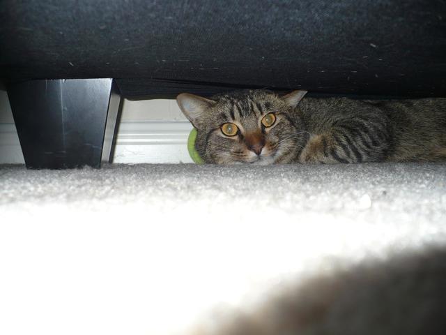 our cat underneath the sofa

