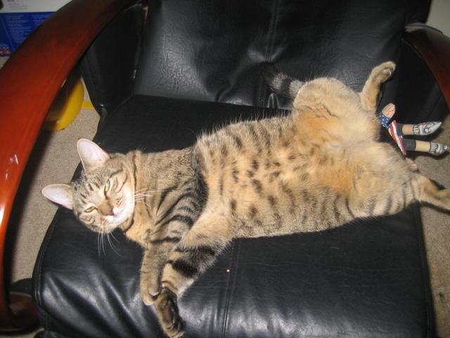 funny cat picture of our Nowby showing her stomach
