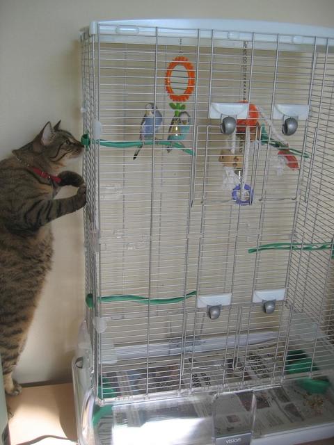 our cat and birds
